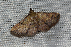 Cerynea thermesialis