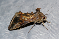 Chrysodeixis chalcites