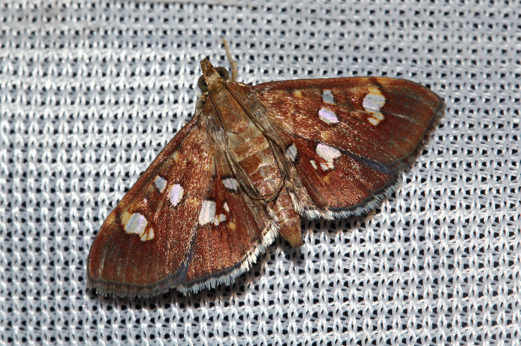 Nausinoe argyrosticta