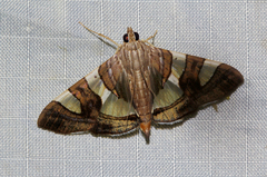 Glyphodes bitriangulalis