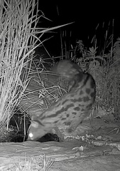 Genetta genetta genetta