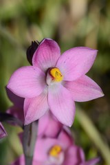 Thelymitra × irregularis