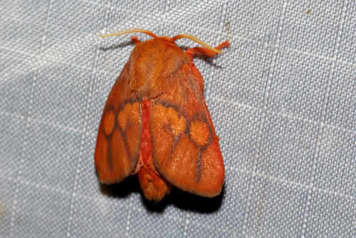 Micraphe lateritia Karsch, 1896