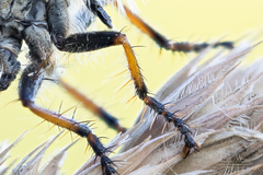 Neoitamus cothurnatus