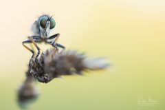 Neoitamus cothurnatus