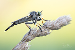 Neoitamus cothurnatus