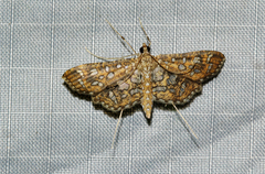 Nausinoe geometralis
