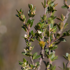Micrantheum demissum