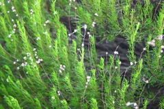 Artemisia salsoloides