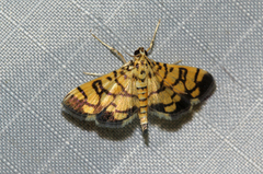 Pardomima distortana
