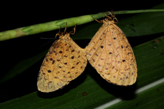 Pentila tropicalis