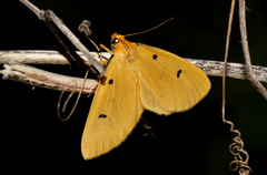 Soloe tripunctata