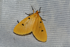 Soloe tripunctata