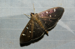 Pramadea ovialis