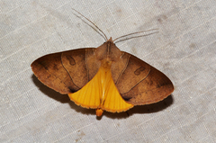 Thyas parallelipipeda