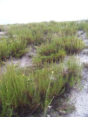 Artemisia salsoloides