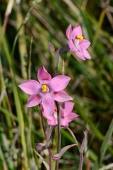 Thelymitra × irregularis