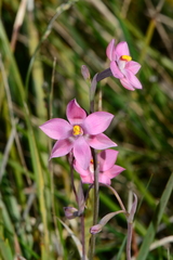 Thelymitra × irregularis