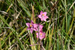 Thelymitra × irregularis