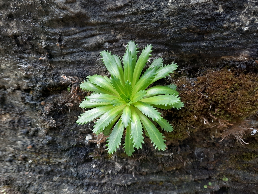 Pycnoplinthopsis