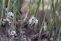 Lomandra juncea
