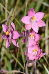 Thelymitra × irregularis