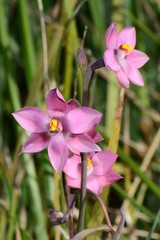 Thelymitra × irregularis