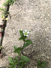 Cerastium holosteoides