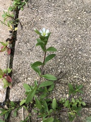 Cerastium holosteoides