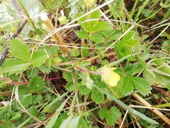 Potentilla stolonifera