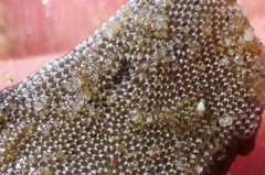 Jellyella tuberculata