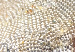 Jellyella tuberculata