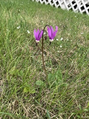 Primula frigida