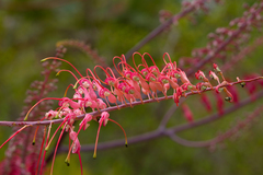 Grevillea dryandri