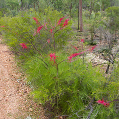 Grevillea dryandri