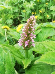 Galearis camtschatica