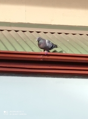 Columba livia domestica