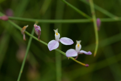 Comesperma aphyllum