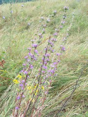 Campanula macrostachya