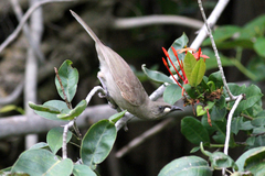 Stomiopera unicolor