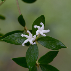 Alyxia tropica