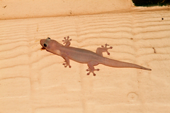 Gehyra australis