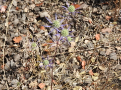 Eryngium tenue