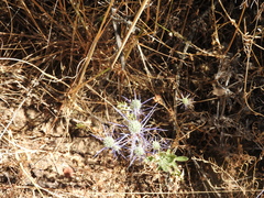 Eryngium tenue