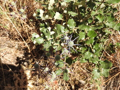 Eryngium tenue