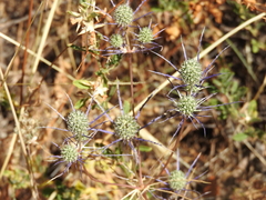 Eryngium tenue