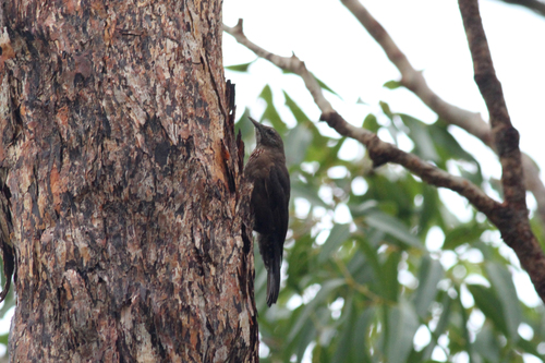 Black-tailed Treecreeper (Climacteris melanurus), photo 5