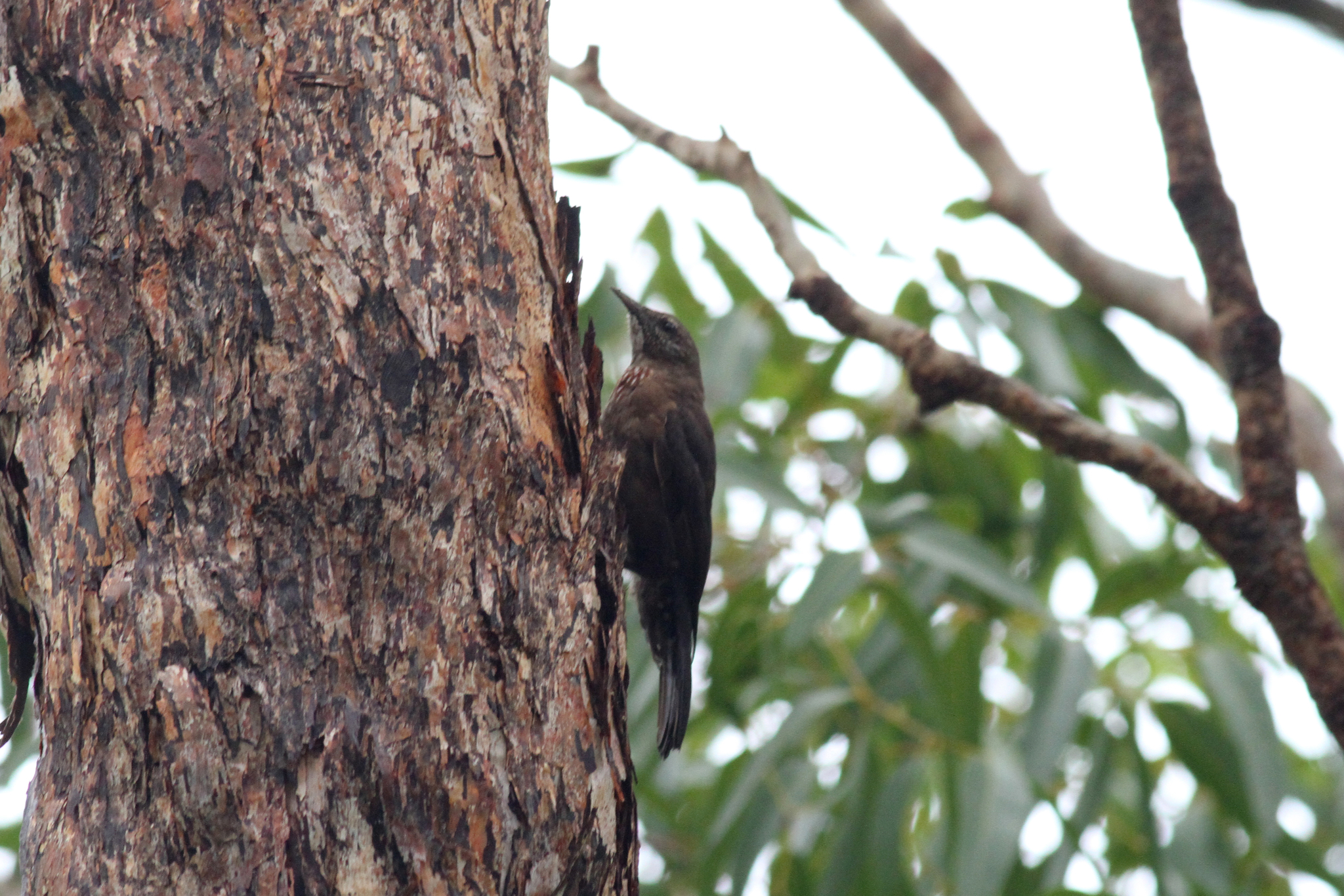 Black-tailed Treecreeper (Climacteris melanurus), photo 6