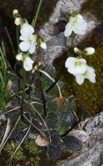 Arabis stellulata