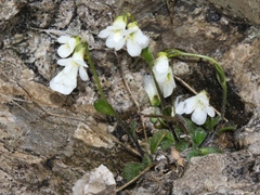Arabis stellulata